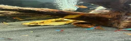 Tetras fish for sale: Tropical fish  - Advert 9