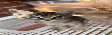 Maine Coon 6