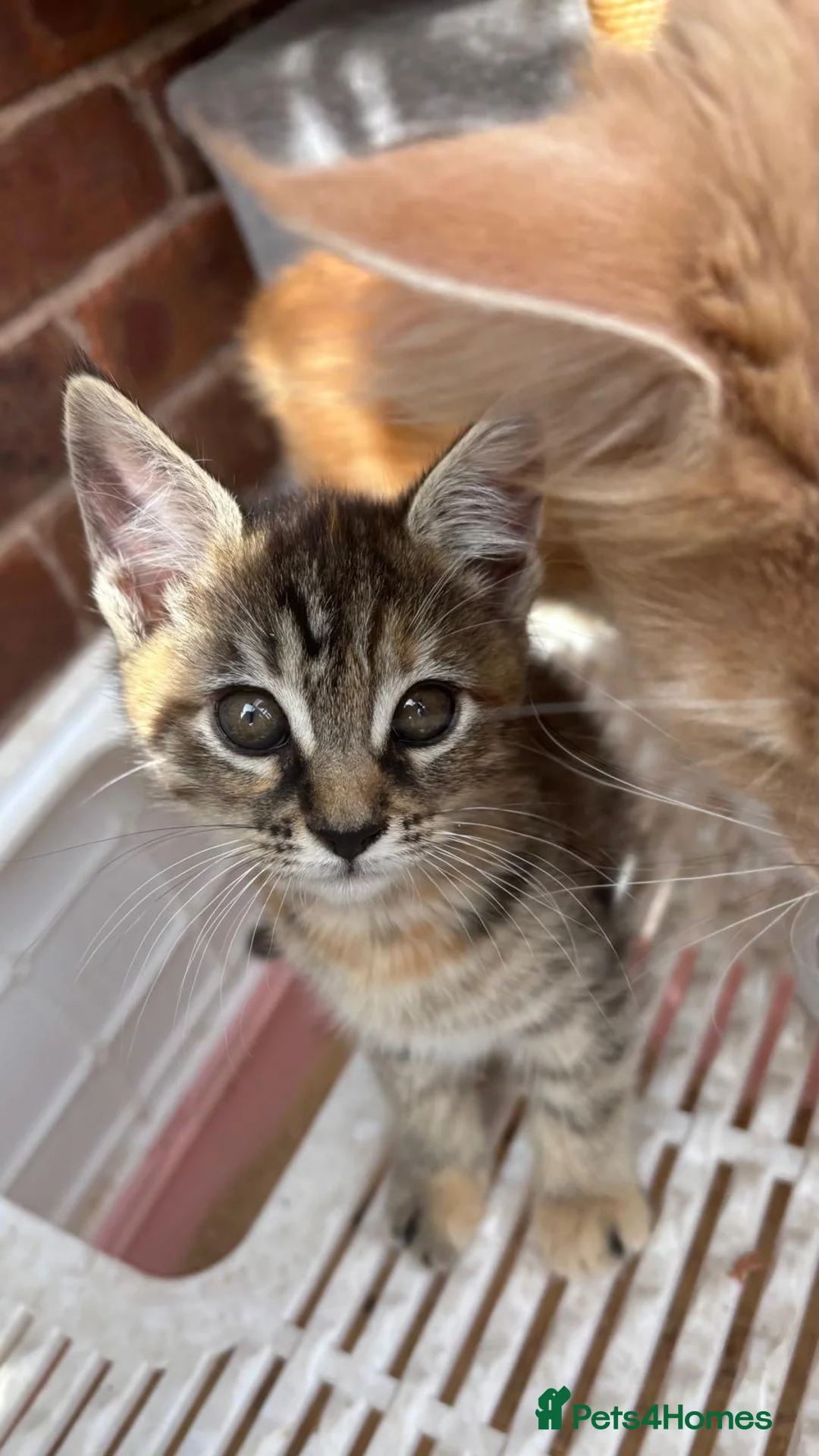 Maine Coon cats for sale:  READY TODAY Maine Coon Kittens - Advert 31