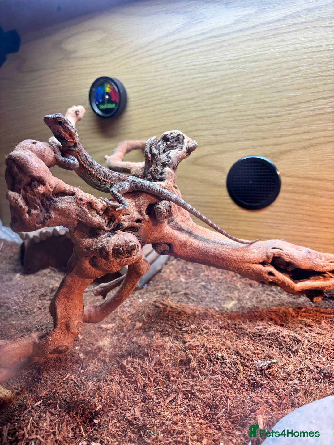 Bearded Dragon reptiles for sale: Female bearded dragon  - Image 7