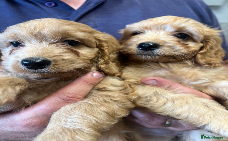 Cockapoo dogs - Advert 4