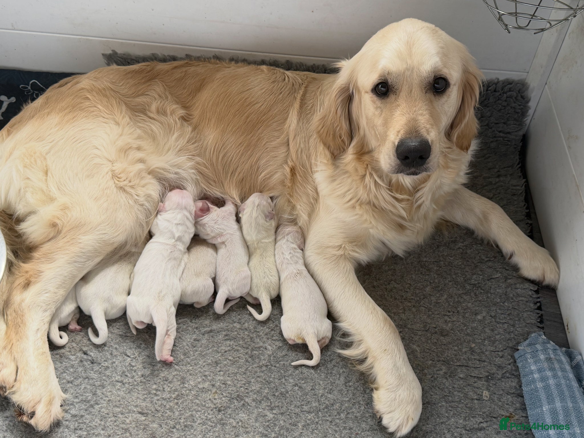 Golden Retriever dogs Cream/white KC GOLDEN retrievers  - Advert 5