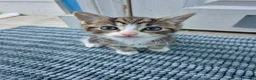 British Shorthair cats for sale: 3 beautiful kittens - Advert 10
