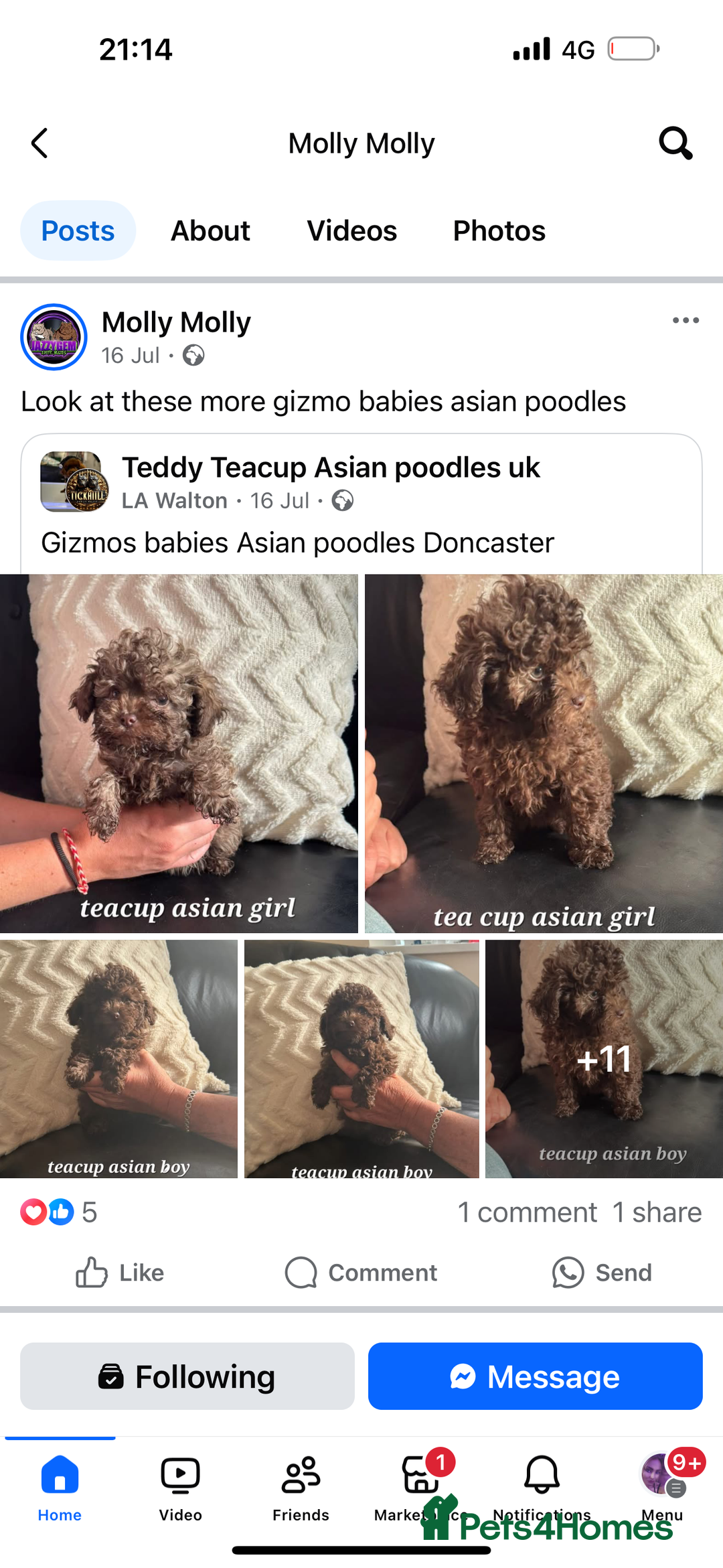Toy Poodle dogs for sale: full ASIAN toy poodle 5* licensed breeder import  - Image 8