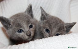Russian Blue cats for sale: GCCF RUSSIAN BLUE KITTENS  💙🩷🐾 in Manchester - Image 4