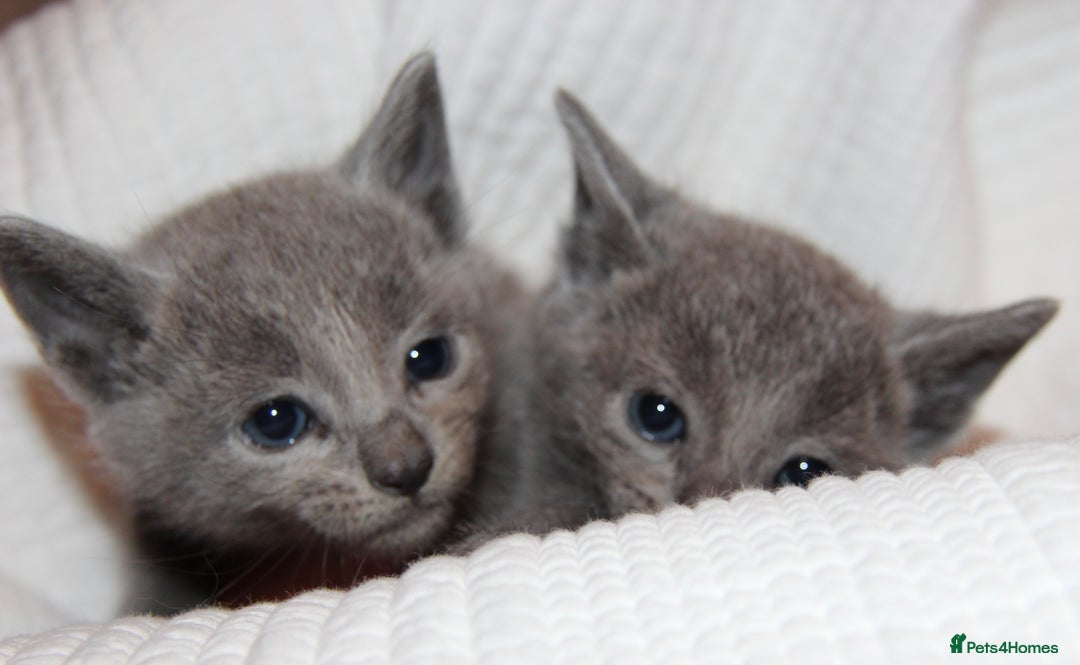 Russian Blue cats for sale: GCCF RUSSIAN BLUE KITTENS  💙🩷🐾 in Manchester - Image 4