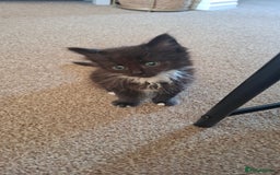 Mixed Breed cats for sale: Persian mixed breed kittens  - Image 4
