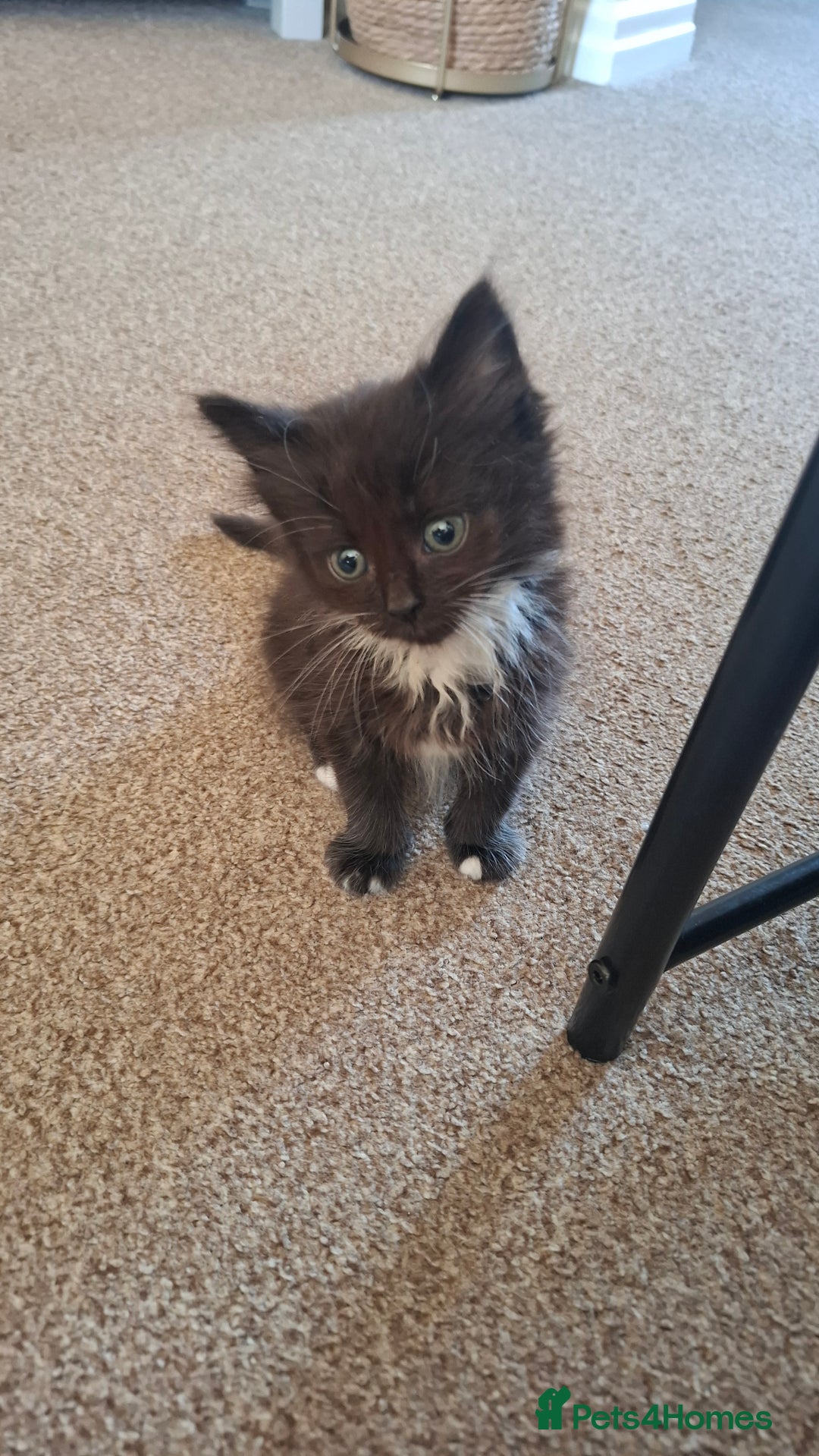 Mixed Breed cats for sale: Persian mixed breed kittens  - Image 4