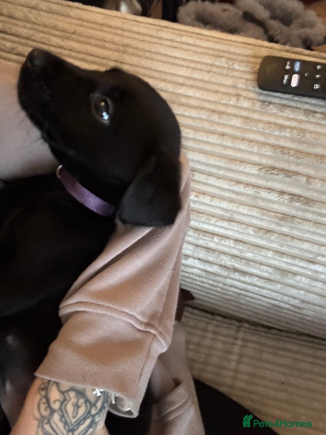 Labrador Retriever dogs for sale: Black Labrador puppies READY TO GO! - Image 3