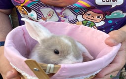 Mini Lop rabbits for sale: Autumn babies - Image 23