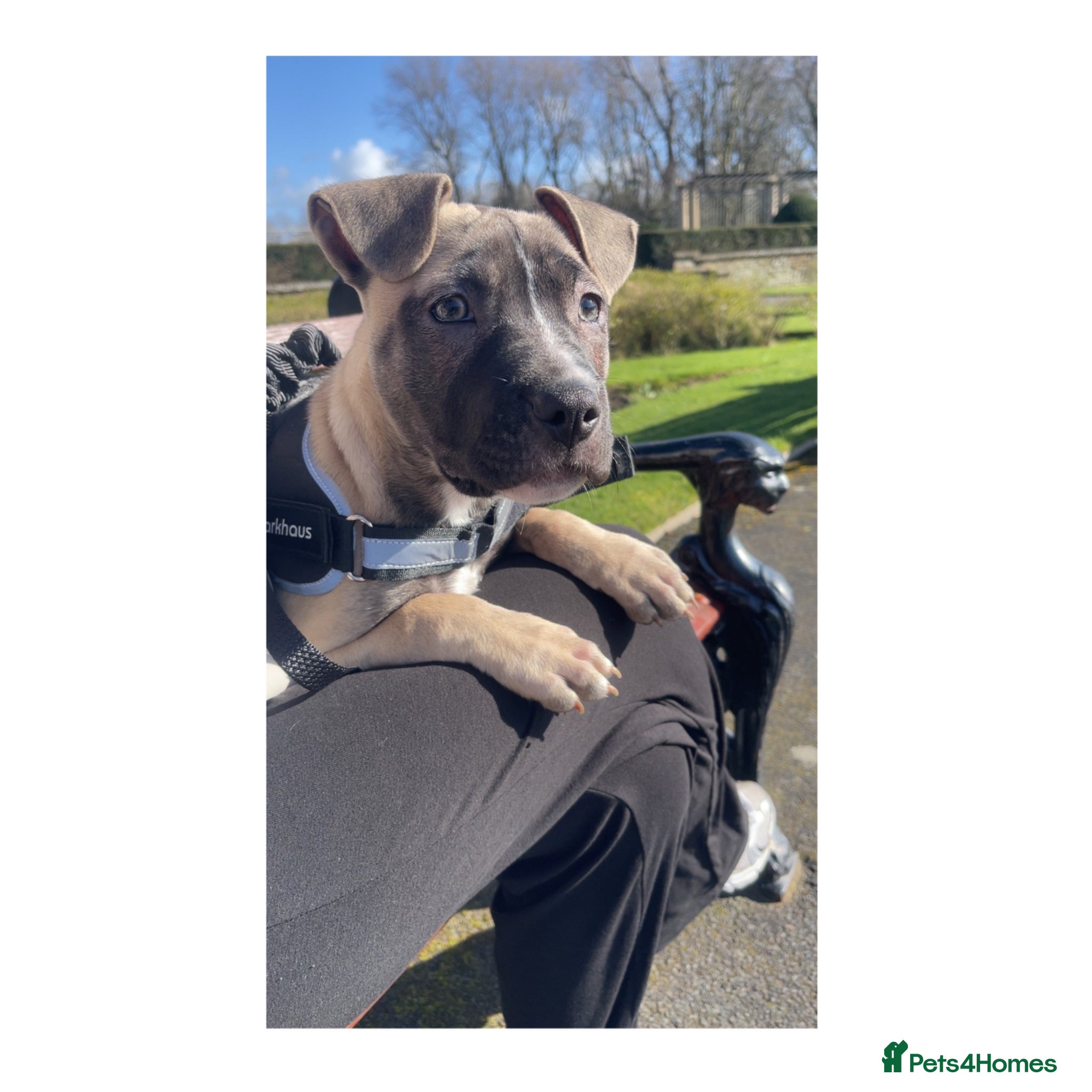 Mixed Breed dogs Nova <3 - Advert 15