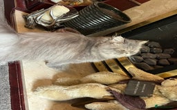 Persian cats for sale: 3 Year  Affectionate Old Blue Tabby Queen - Image 3