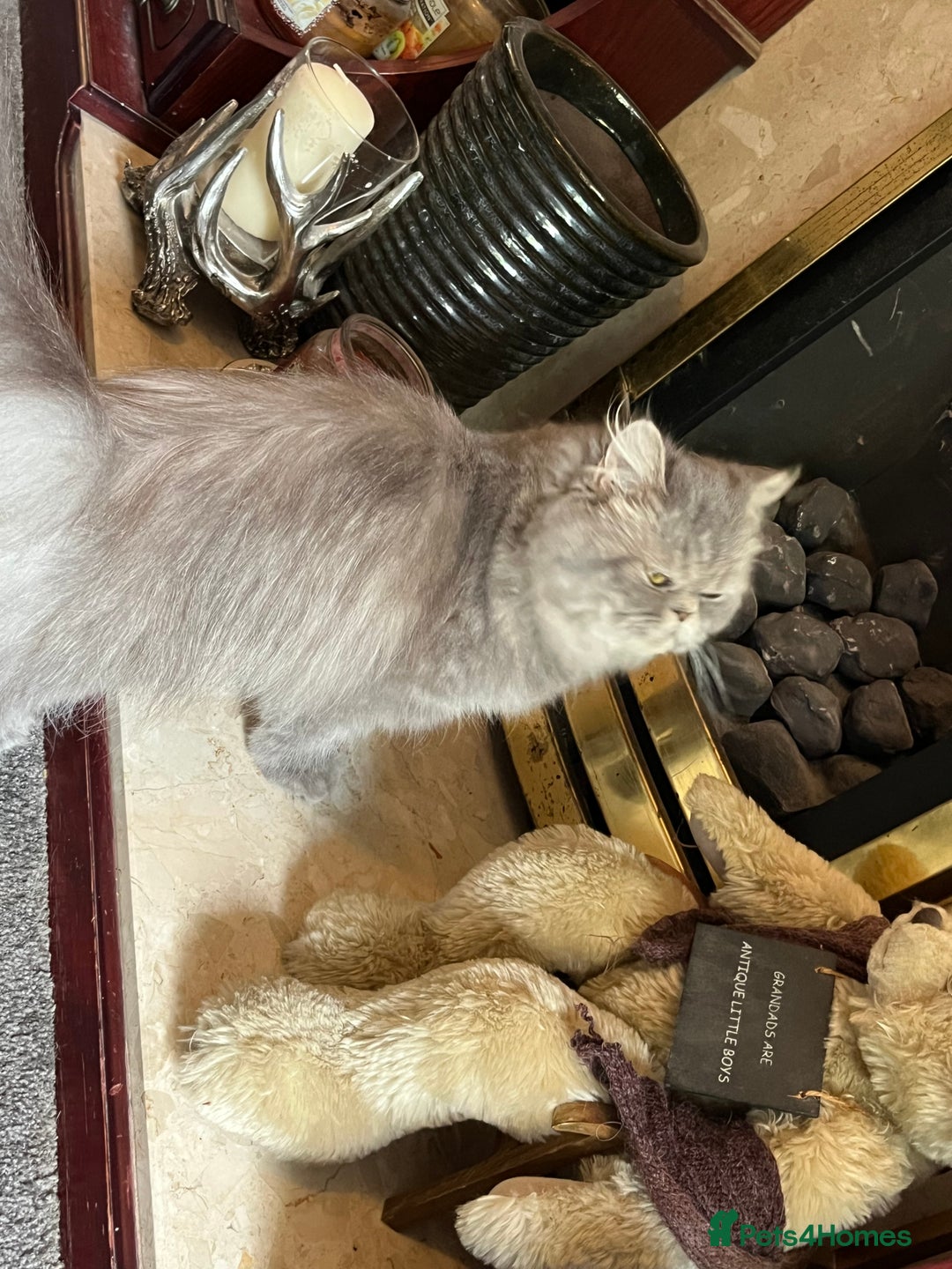 Persian cats for sale: 3 Year  Affectionate Old Blue Tabby Queen - Image 3