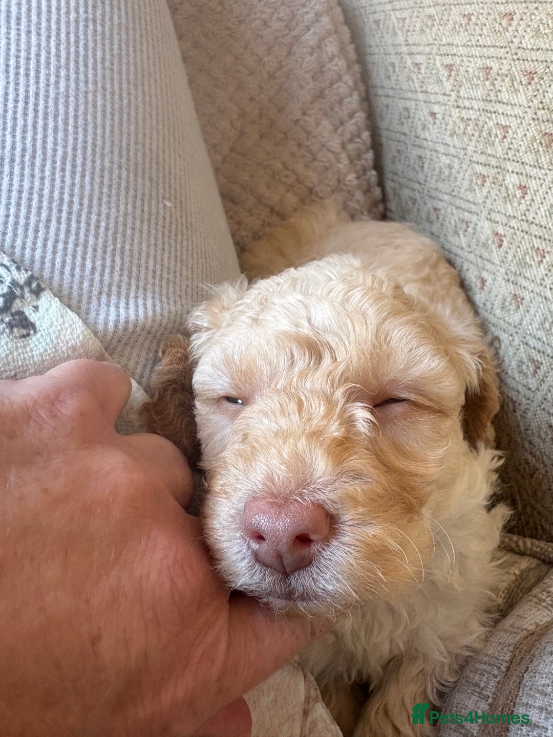 Toy Poodle dogs for sale: Stunning litter of Toy Poodles - Image 25