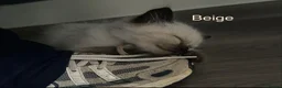 Ragdoll cats for sale: Ragdoll Kittens, Ready Now - Advert 26