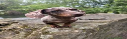 Miniature Dachshund dogs for sale: Mabel the miniature dachshund  - Advert 8