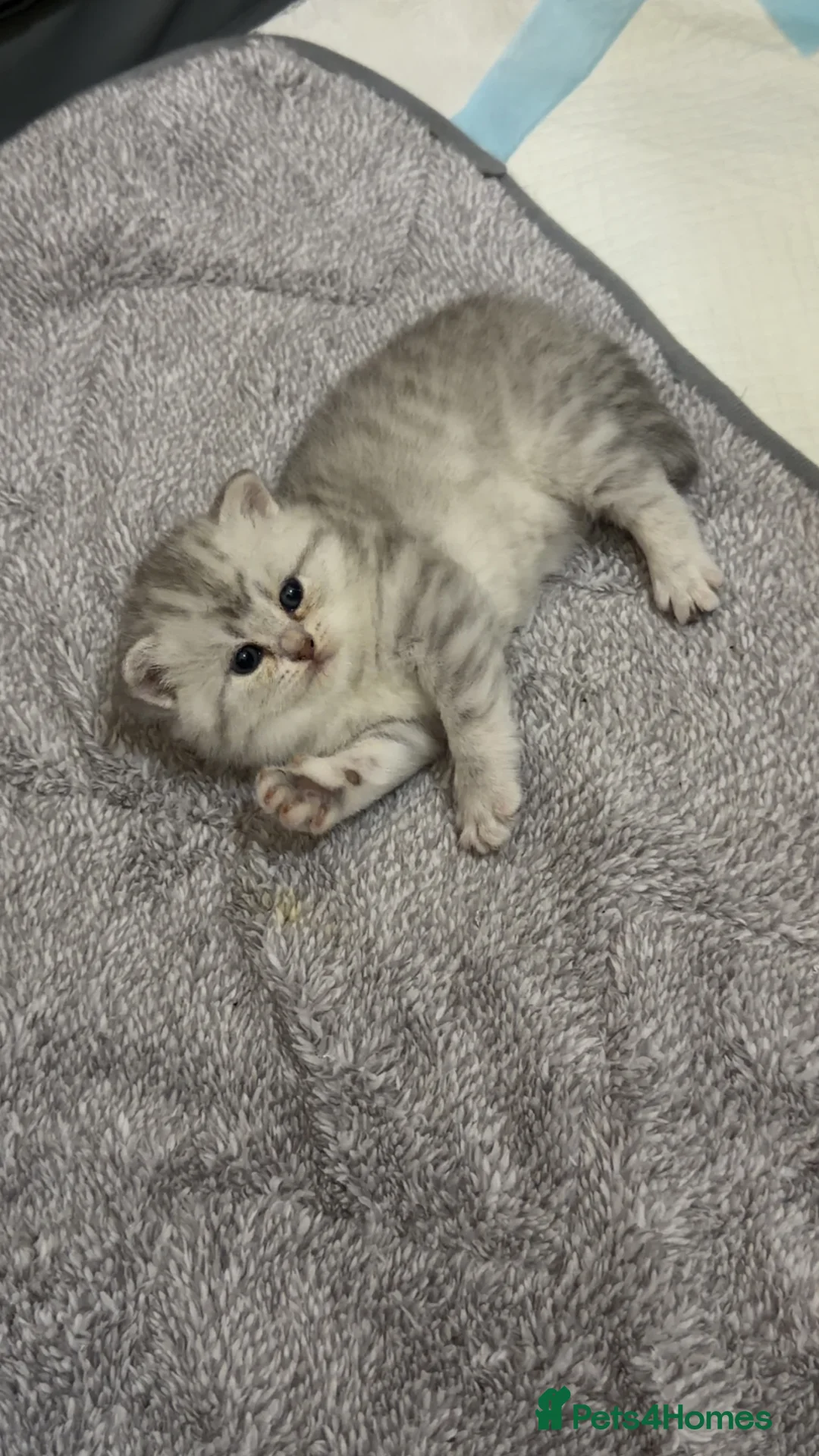 British Shorthair cats for sale: Beautiful British shorthair  - Advert 9