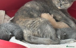 British Shorthair cats for sale: GCCF Reg British Shorthair Kittens - Image 1