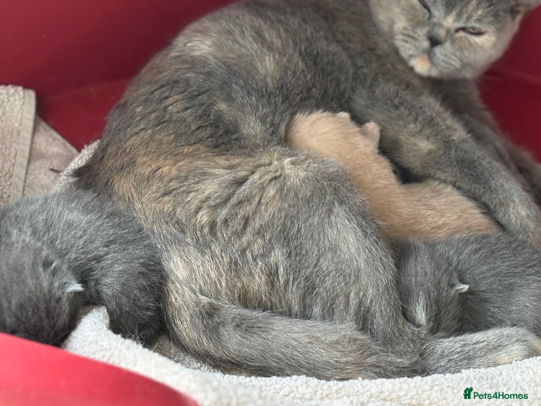 British Shorthair cats for sale: GCCF Reg British Shorthair Kittens - Image 1