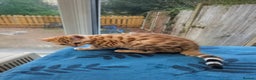Bengal cats for sale: Bengal Kittens Purebreed Ready to Leave - Advert 10