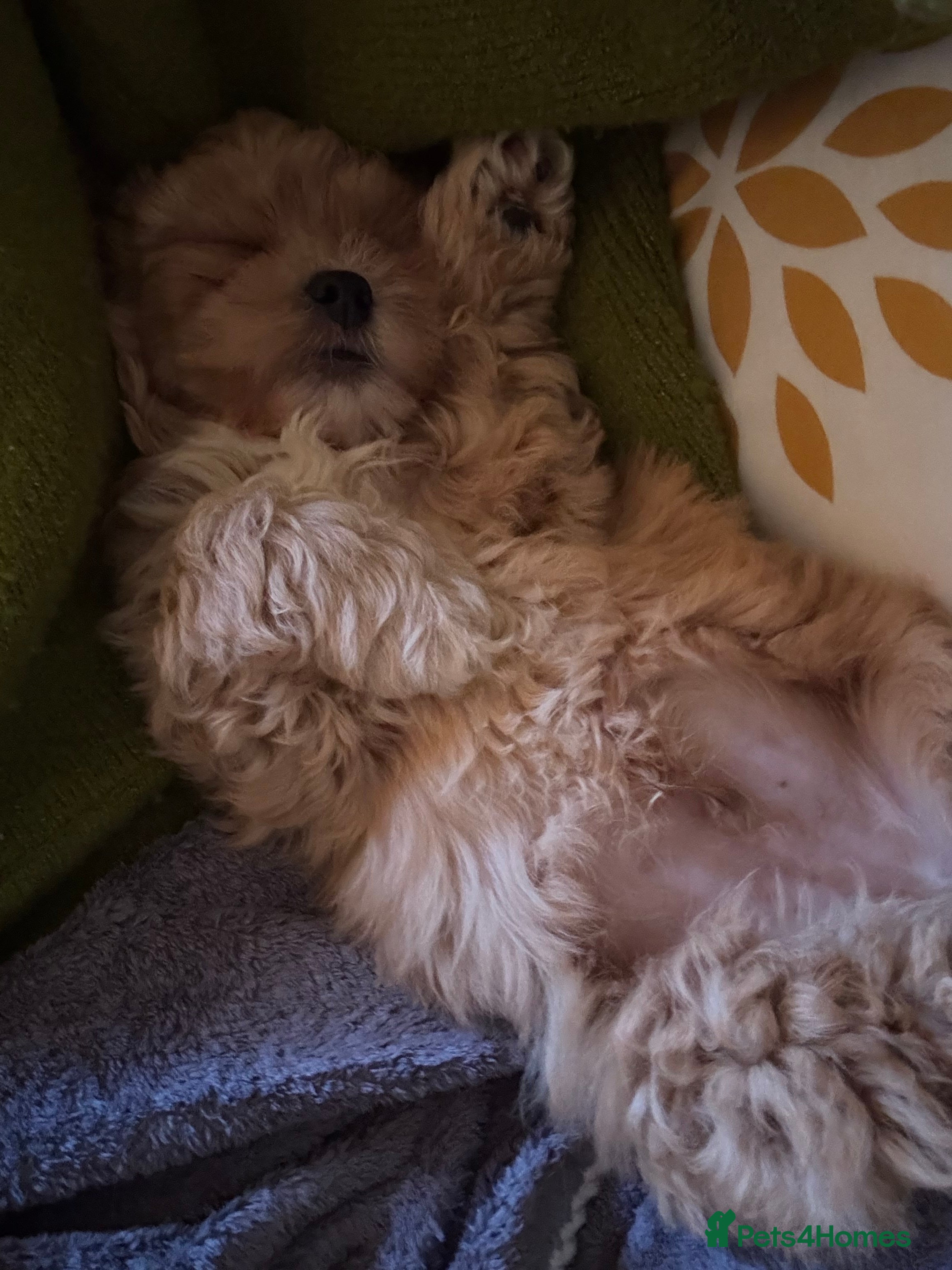 Mixed Breed dogs 2left  ! 4 beautiful cavapoochon puppies ready  - Advert 16