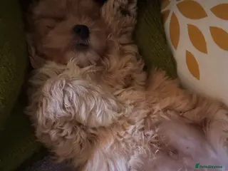 Mixed Breed dogs 2left ! 4 beautiful cavapoochon puppies ready - Advert 16