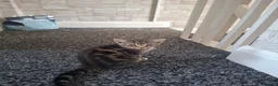 Mixed Breed cats for sale: 3 kittens (female) for sale - Advert 2