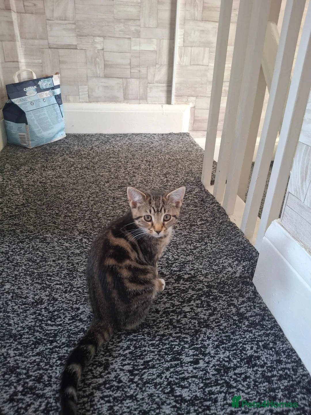 Mixed Breed cats for sale: 3 kittens (female) for sale - Advert 2