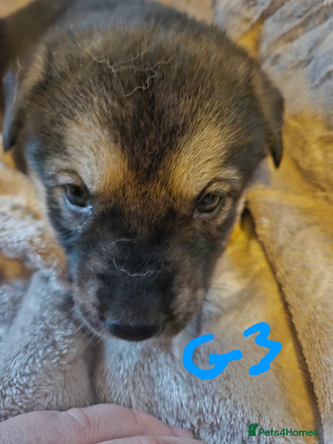 Huskita dogs for sale: Husky x akita puppys - Image 30
