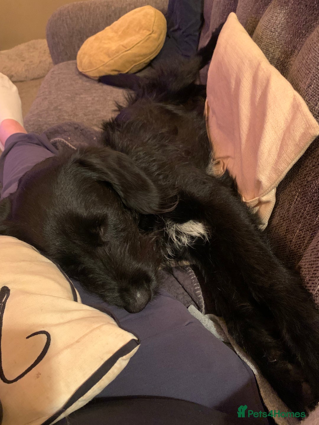 Labradoodle dogs for stud: F1b Miniature Labradoodle (Fully Health Tested) - Advert 15