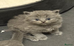 British Longhair cats for sale: Beautiful GCCF registered British long haired  - Image 10