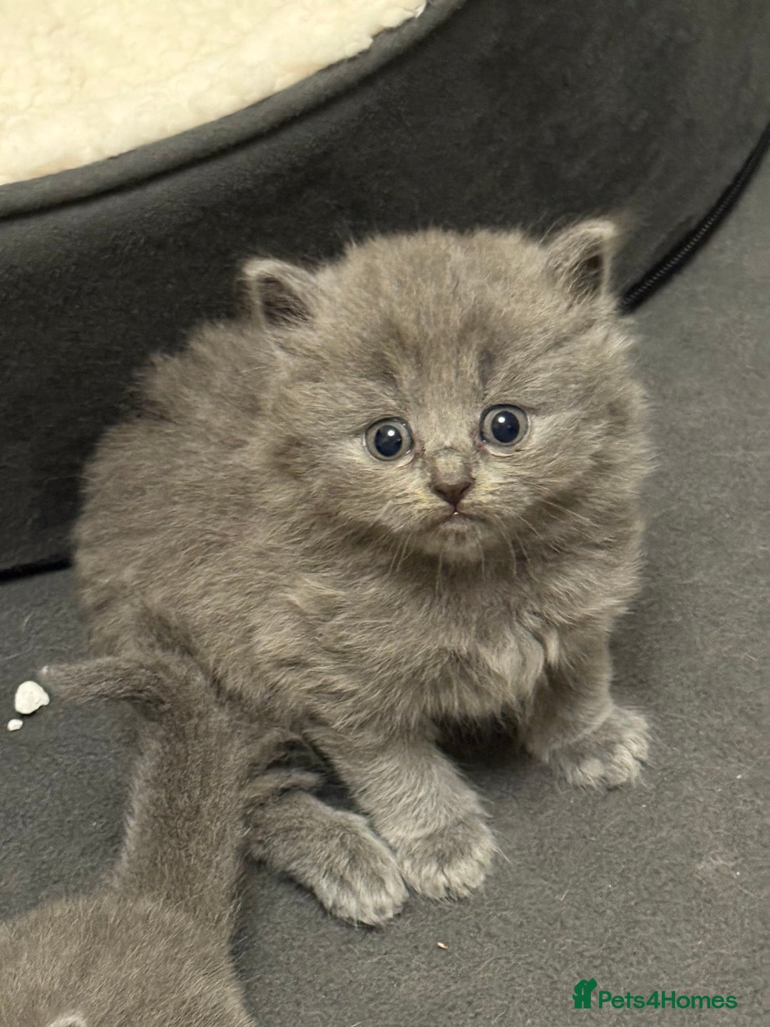 British Longhair cats for sale: Beautiful GCCF registered British long haired  - Image 10