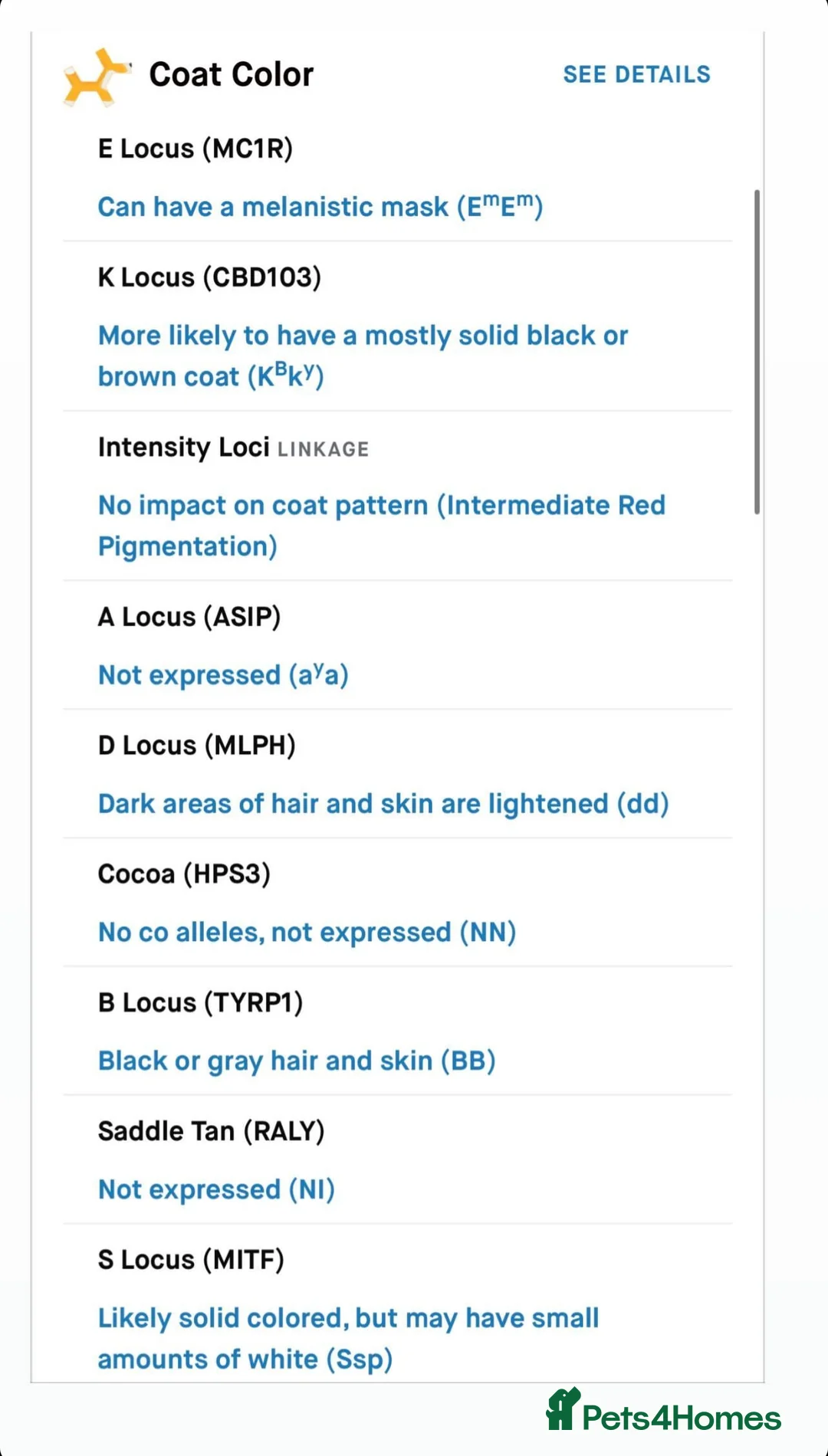 Cane Corso dogs for sale: Gorgeous Cane Corso  - Advert 15