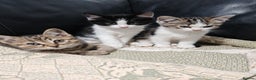 Mixed Breed cats for sale: Kittens for sale!  - Advert 4