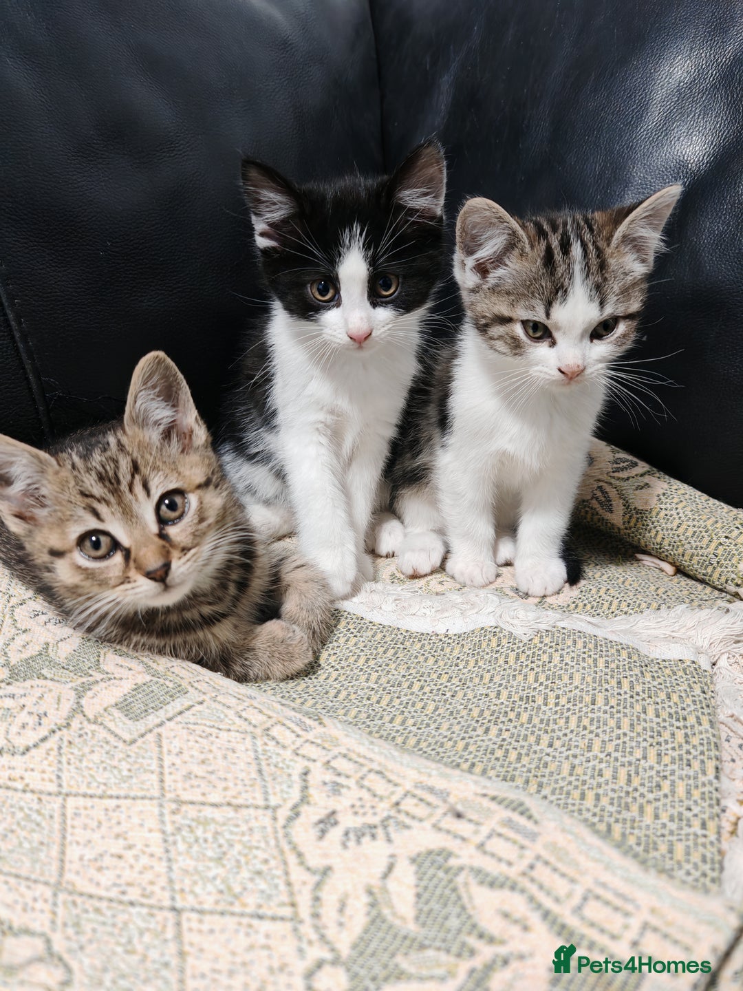 Mixed Breed cats for sale: Kittens for sale!  - Advert 4