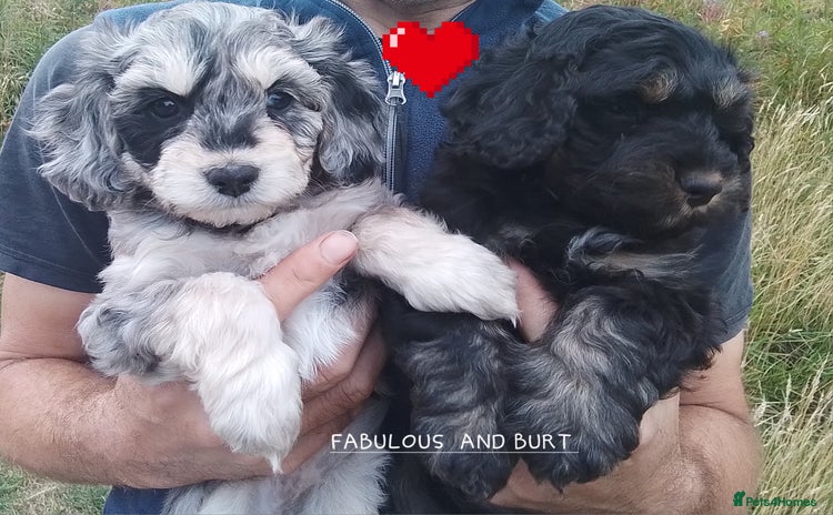 American Cocker Spaniel dogs - Advert 1