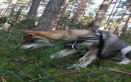 Saarloos Wolfdog dogs for sale: WEST SIBERIAN LAIKA 4 MONTHS OLD IMPORTED - Image 3
