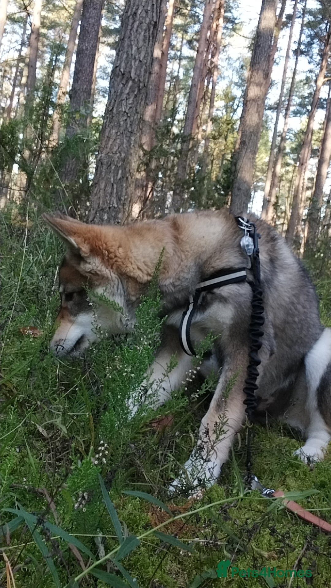 Saarloos Wolfdog dogs for sale: WEST SIBERIAN LAIKA 4 MONTHS OLD IMPORTED - Image 3