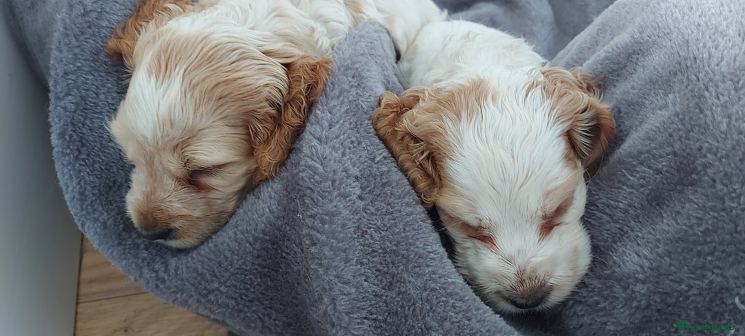 Cocker Spaniel dogs for sale: 2 FEMALE KC REG SHOW TYPE COCKER SPANIEL - Image 8