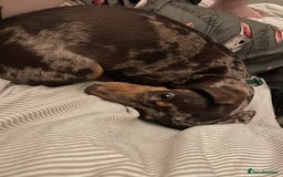 Miniature Dachshund dogs for sale: Female Mini Dachshund  - Image 3