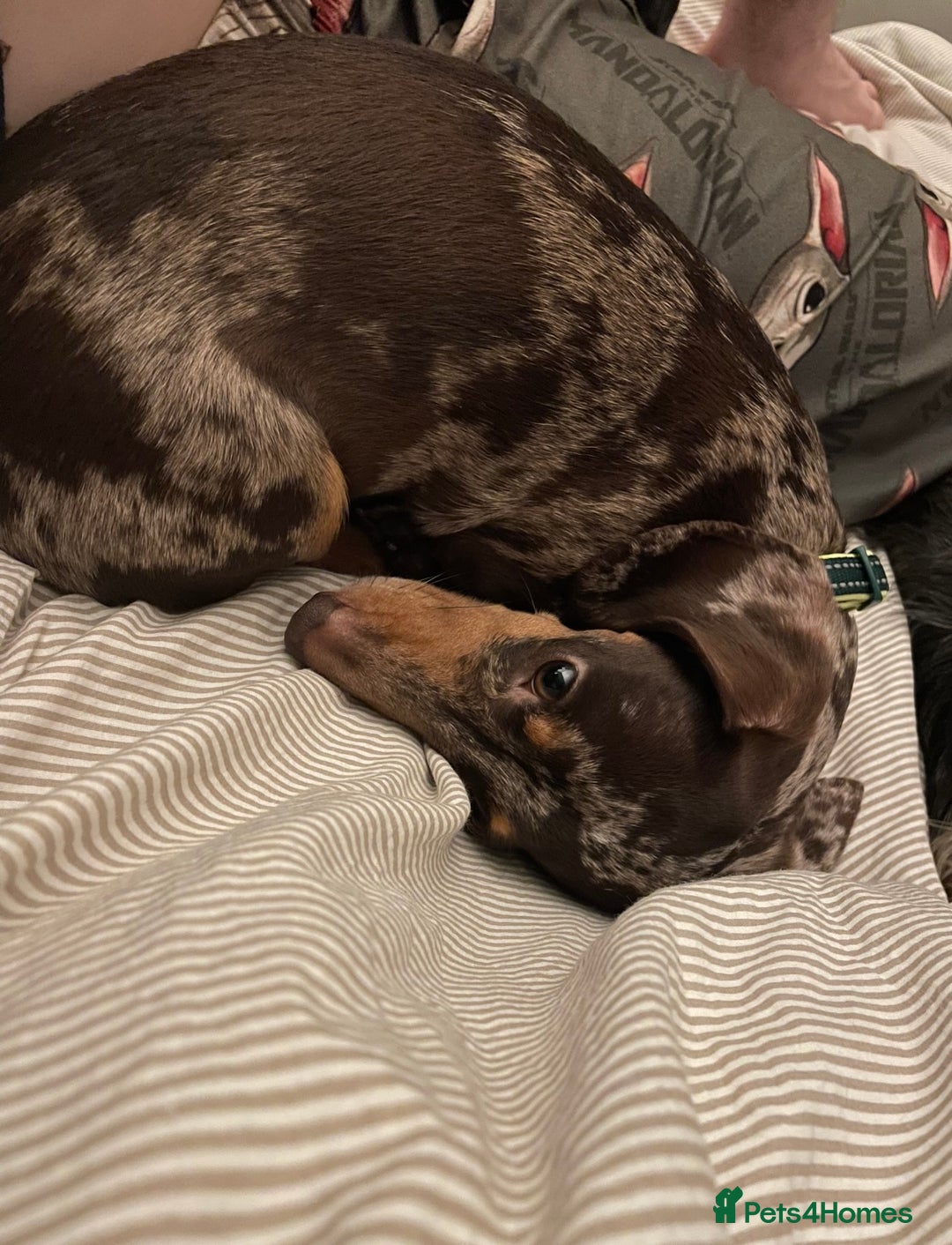 Miniature Dachshund dogs for sale: Female Mini Dachshund  - Image 3