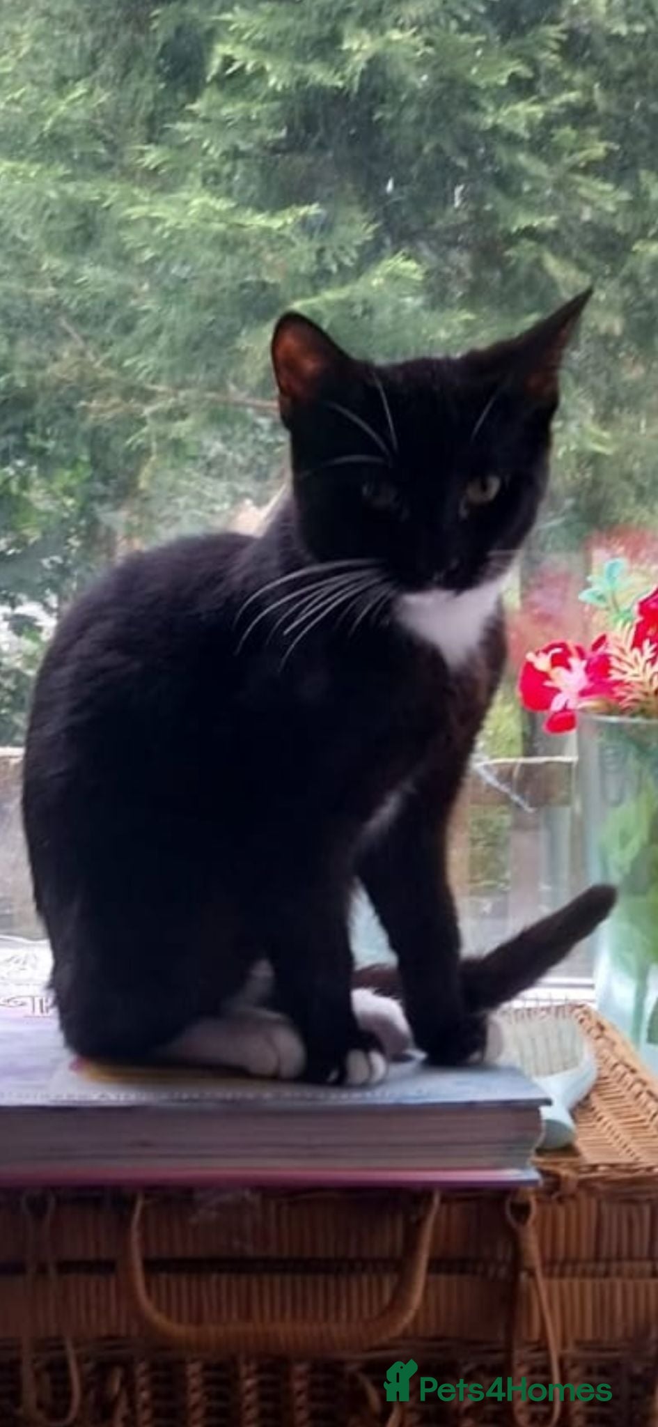British Shorthair cats Tuxedo and Tortoise shell - Advert 1