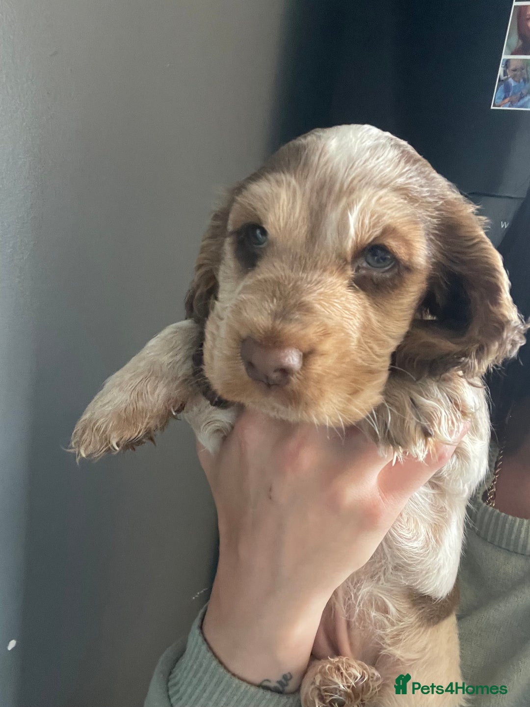 Cocker Spaniel dogs for sale: Show cocker spainel  - Image 2
