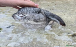 Continental Giant rabbits for sale: Lonely Cross Giant Bunny - Image 2