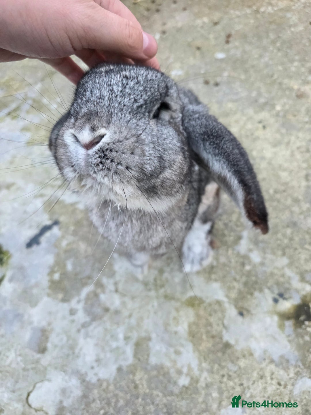 Continental Giant rabbits for sale: Lonely Cross Giant Bunny - Image 2