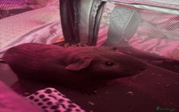 Guinea Pig rodents for sale: One guinea pig for rehoming  - Image 2