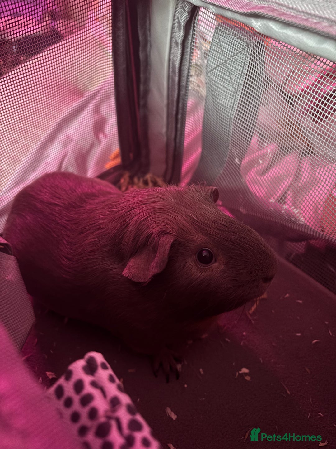 Guinea Pig rodents for sale: One guinea pig for rehoming  - Image 2