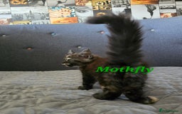 Maine Coon cats for sale: Beautiful Maine Coon kittens  - Advert 16
