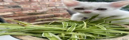 Mixed Breed cats for sale: 3 gorgeous white kittens 12 weeks old - Advert 23