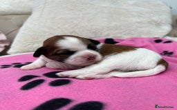 Lhasa Apso dogs for sale: Beautiful Lhasa apso puppies 🐶  - Image 18